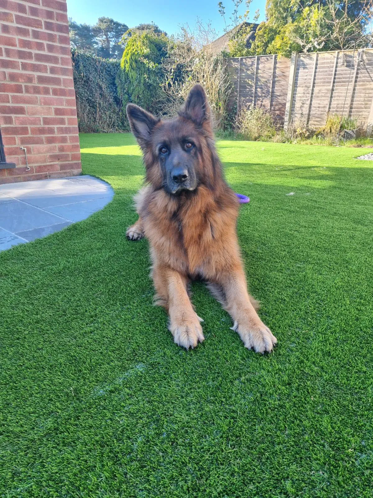 artificial grass around white shed